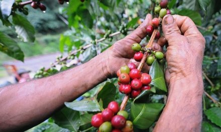 Perché l’industria del caffè non può fare a meno di api e uccelli