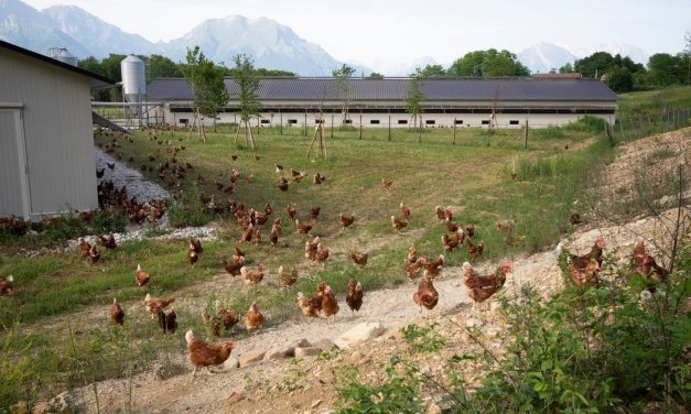 Le galline a Limana ascoltano Mozart