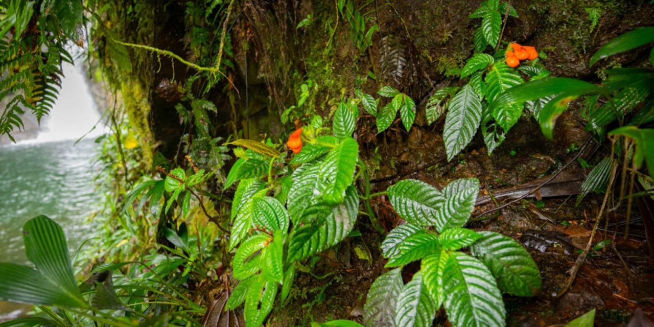 In Ecuador una pianta tropicale che si credeva estinta da 40 anni