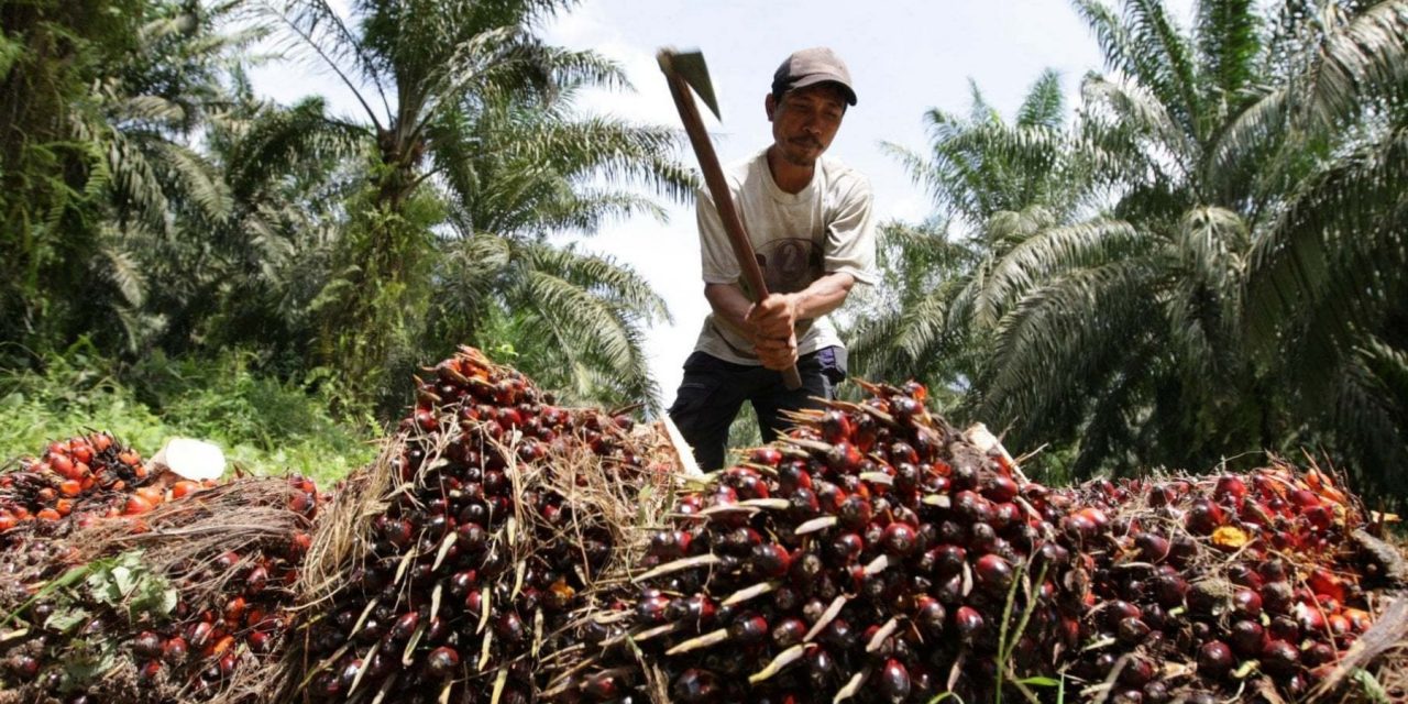 Olio di palma, l’Indonesia blocca l’export e i prezzi schizzano ai massimi. Allarme anche in Italia