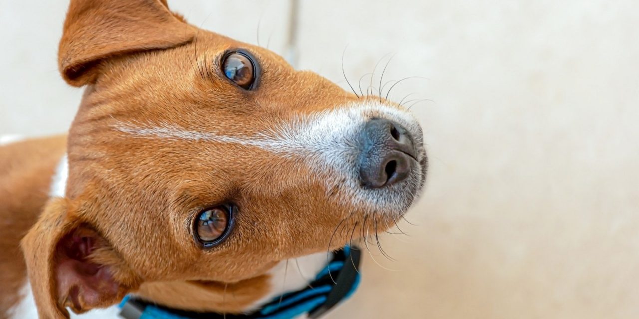 Quanto vive un cane? Jack Russell terrier è la razza più longeva