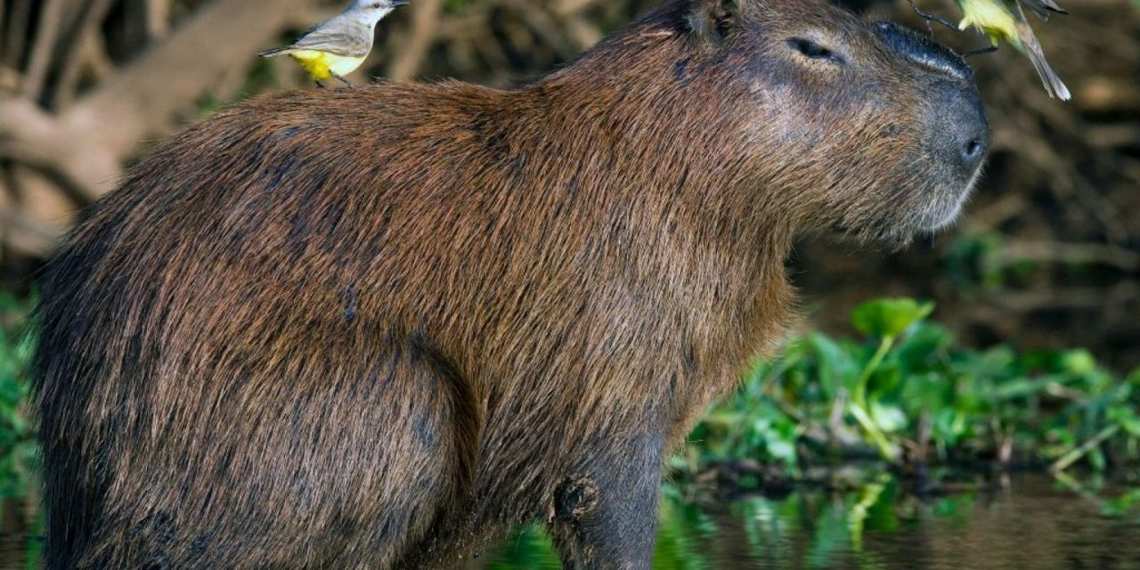 Dallo stomaco del capibara nuovi enzimi per la ricerca sui biocarburanti