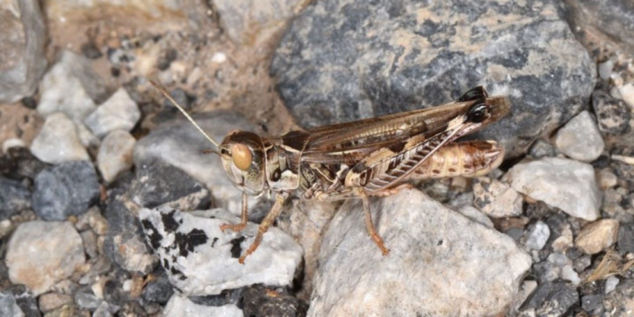 Per il quarto anno il centro Sardegna invaso dalle cavallette, a rischio pascoli e colture