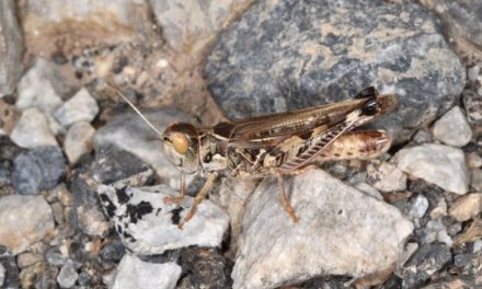 Per il quarto anno il centro Sardegna invaso dalle cavallette, a rischio pascoli e colture