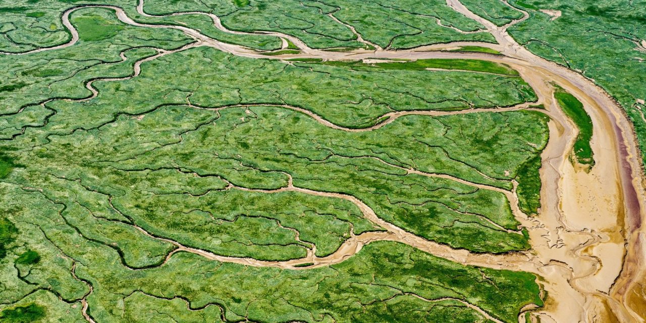 Cosa sappiamo della capacità di foreste e paludi di mitigare le emissioni di CO2