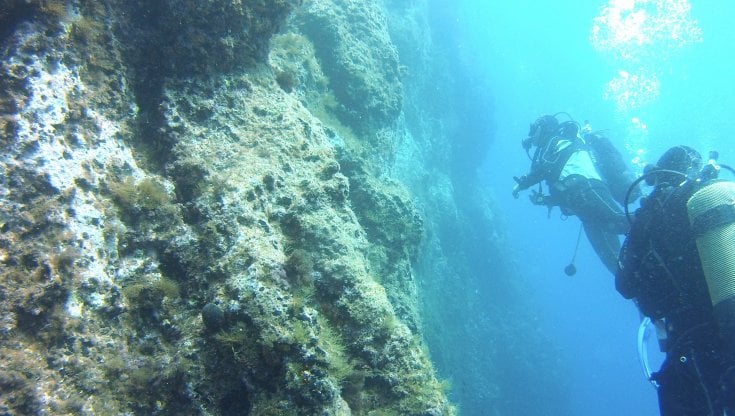 Un team di algologi pronti a ripopolare le foreste marine di Capri