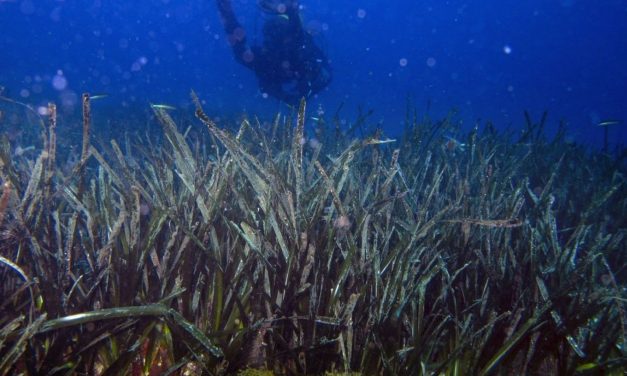 La posidonia di Shark Bay è la più grande pianta al mondo. E può aiutarci a salvare il mare