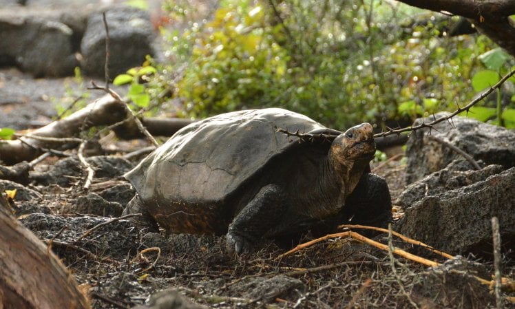 Fernanda, la tartaruga gigante delle Galapagos creduta estinta