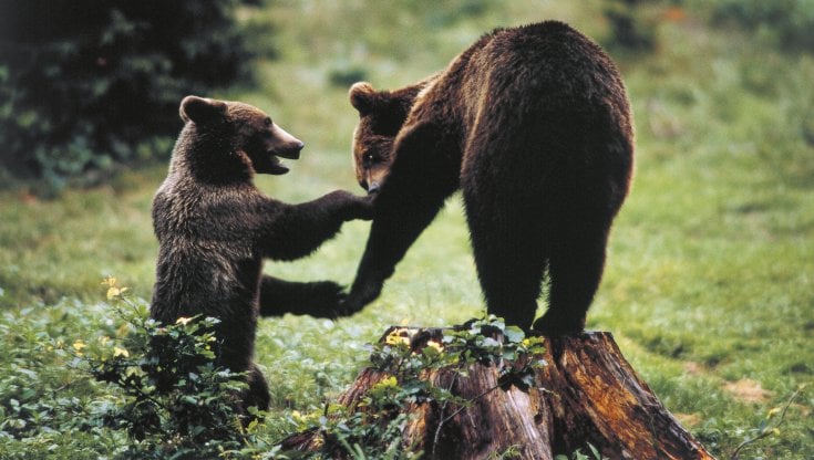 Abruzzo, nel Parco della Maiella ora c’è un sentiero dell’orso. “Per conoscerlo e rispettarlo”