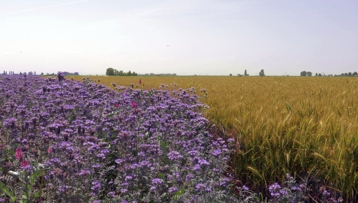 Viaggio nei campi, e nelle idee, di chi coltiva – e produce – sostenibilità