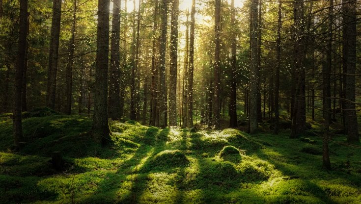 Non addormentiamoci nel bosco