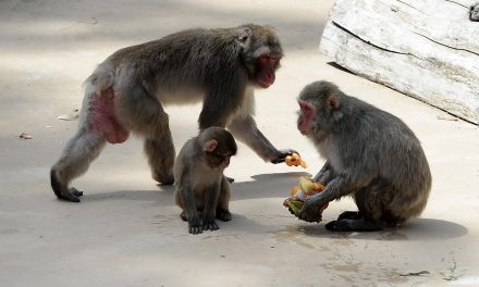 Biodiversità a rischio per anni con le temperature in aumento