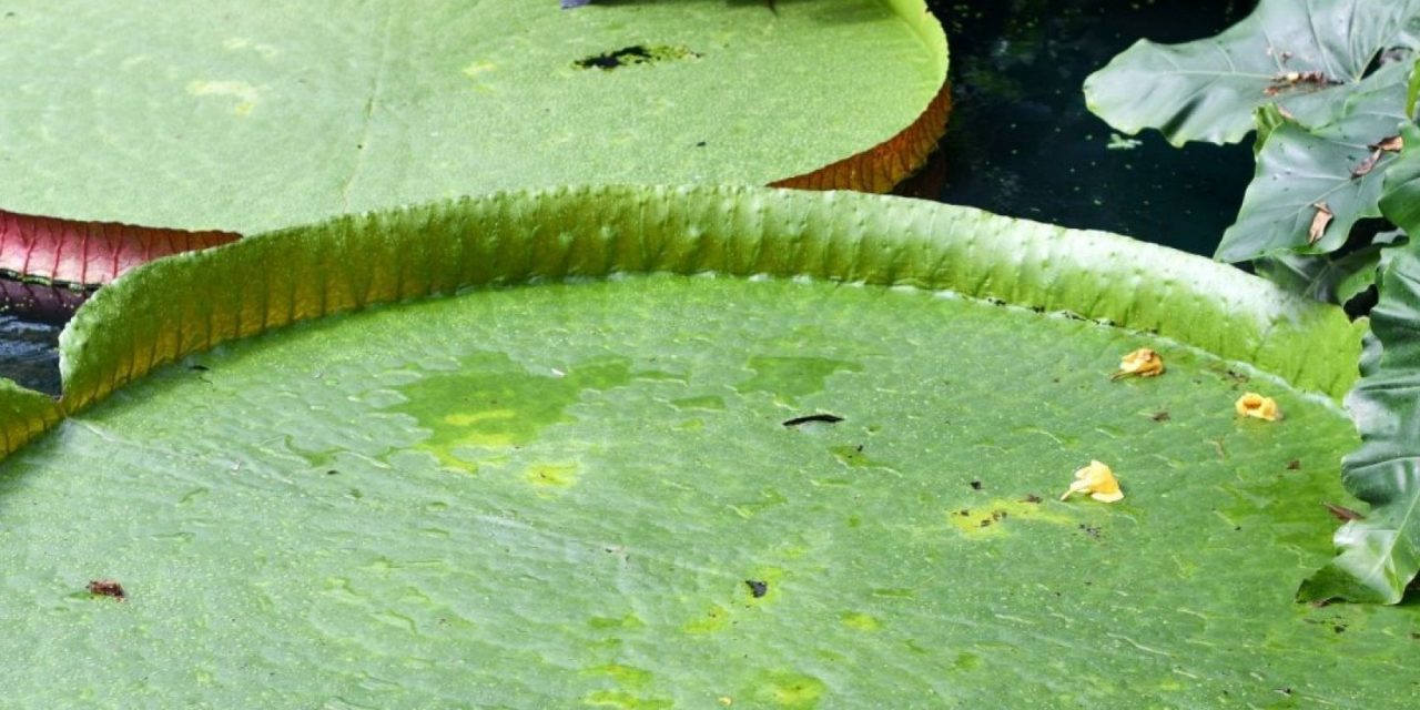 Scoperta la ninfea più grande del mondo nei giardini di Londra