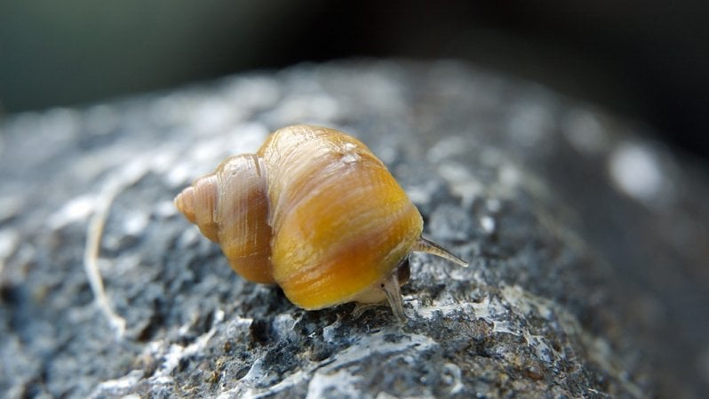 Il Mediterraneo è troppo salato e la lumachina ‘aliena’ fa dietrofront