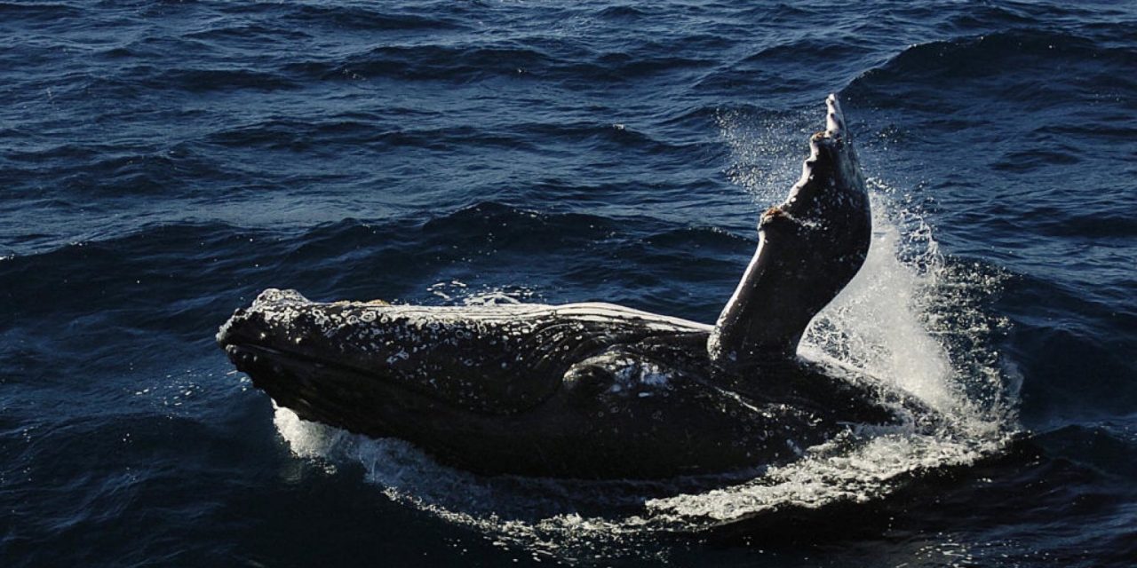 Il canto delle balene è una rivoluzione che attraversa l’oceano