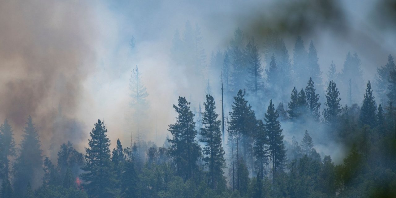 Le antiche sequoie salvate dall’inferno