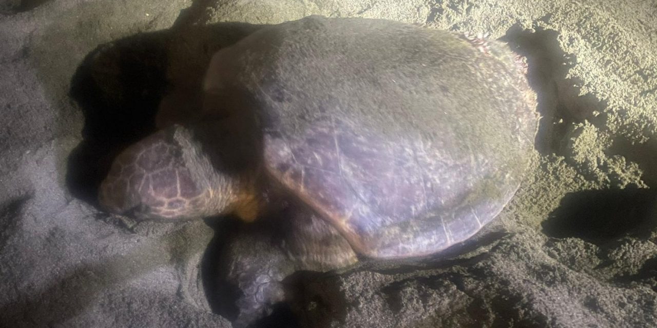 Nido di Caretta caretta a Levanto: cosa fare per aiutare le tartarughe