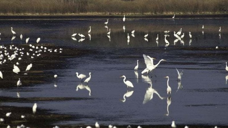 Italia, paradiso del birdwatching: guida alle oasi per tutte le stagioni