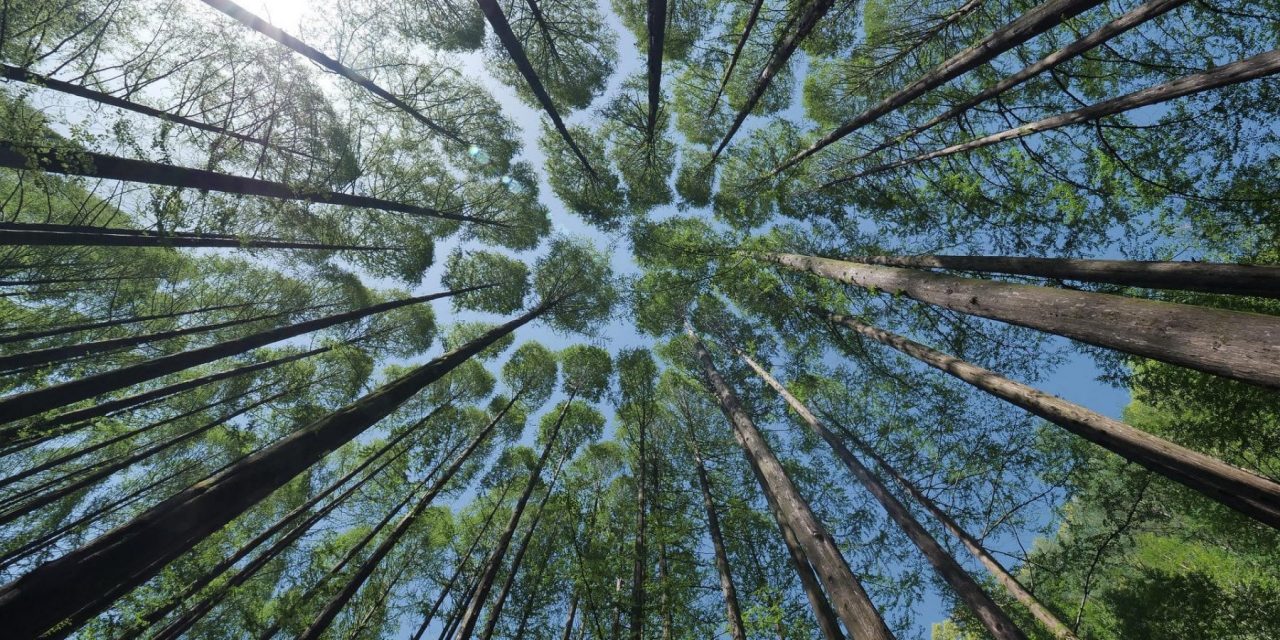 È ora di riconoscere il potenziale del legno sostenibile per il Pianeta