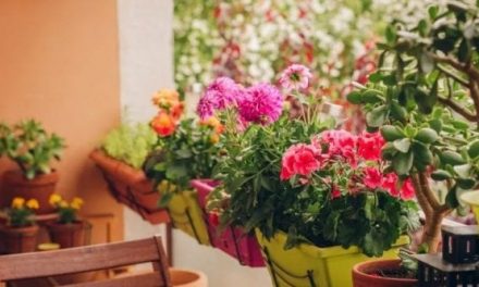 Dieci piante per un balcone a prova di caldo estremo