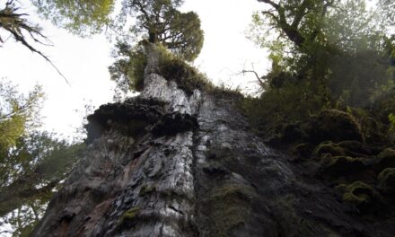 Il cipresso cileno sopravvissuto per oltre 5mila anni al clima che cambia