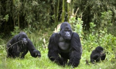 La sorprendente amicizia fra gorilla e scimpanzé nelle foreste del Congo