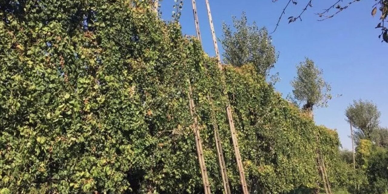 Piantare alberi nelle vigne migliora uva e vino