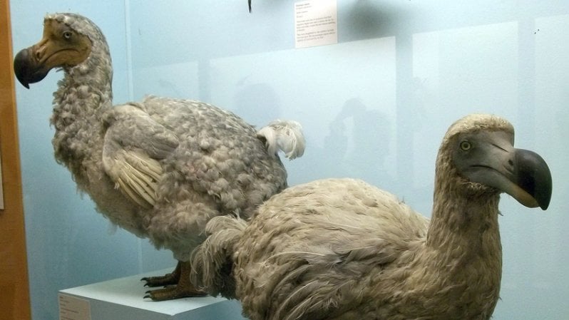 Riportare in vita il dodo, il sogno biotech che non convince gli ecologi