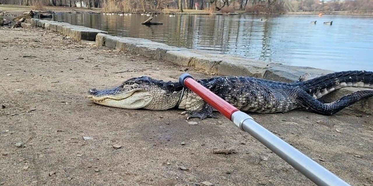 A New York spunta un alligatore nel laghetto