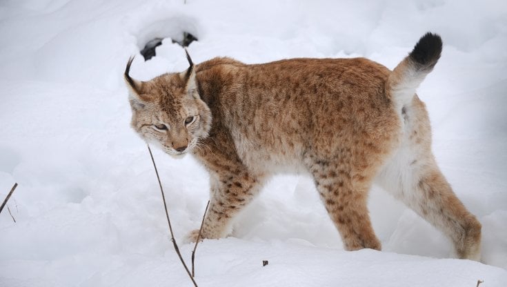 Perché conviene a tutti il ritorno della lince