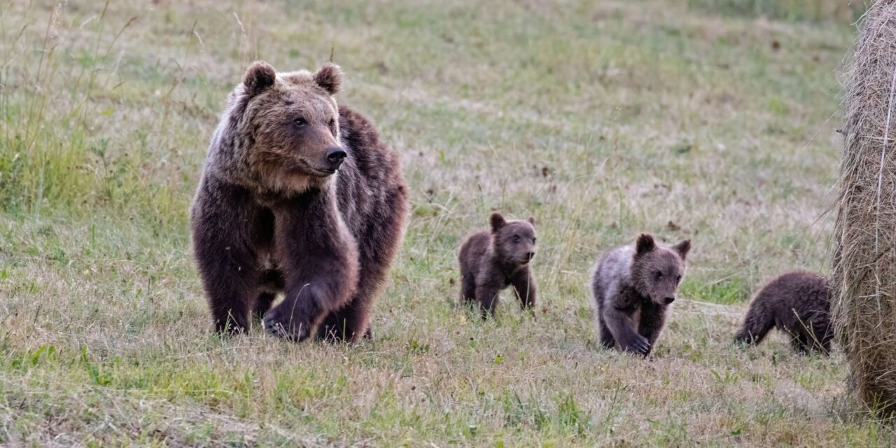 Giornata mondiale della fauna selvatica, la crisi climatica fa crescere conflitti tra uomo e animali