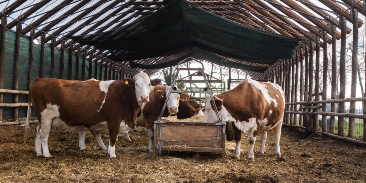 Legno e compost per le mucche: nell’ecostalla il benessere animale fa la differenza