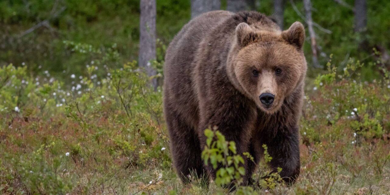 L’orso che ha aggredito un uomo in Trentino sarà abbattuto