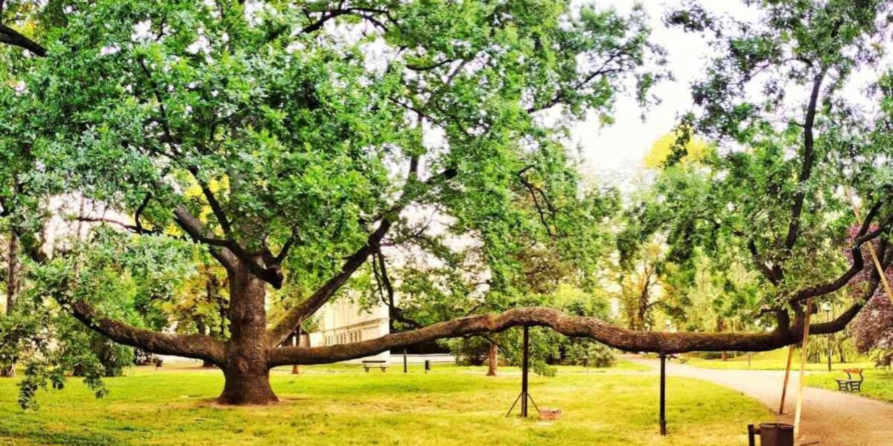 L’albero dell’anno 2023: il patriarca verde dell’Europa vive in Polonia