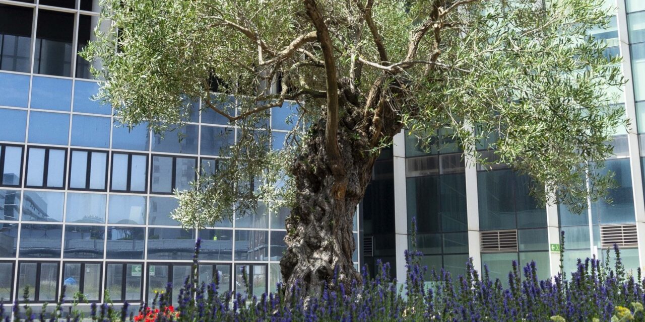 Lo Zen Garden e un bosco urbano transitorio che cresce all’EUR