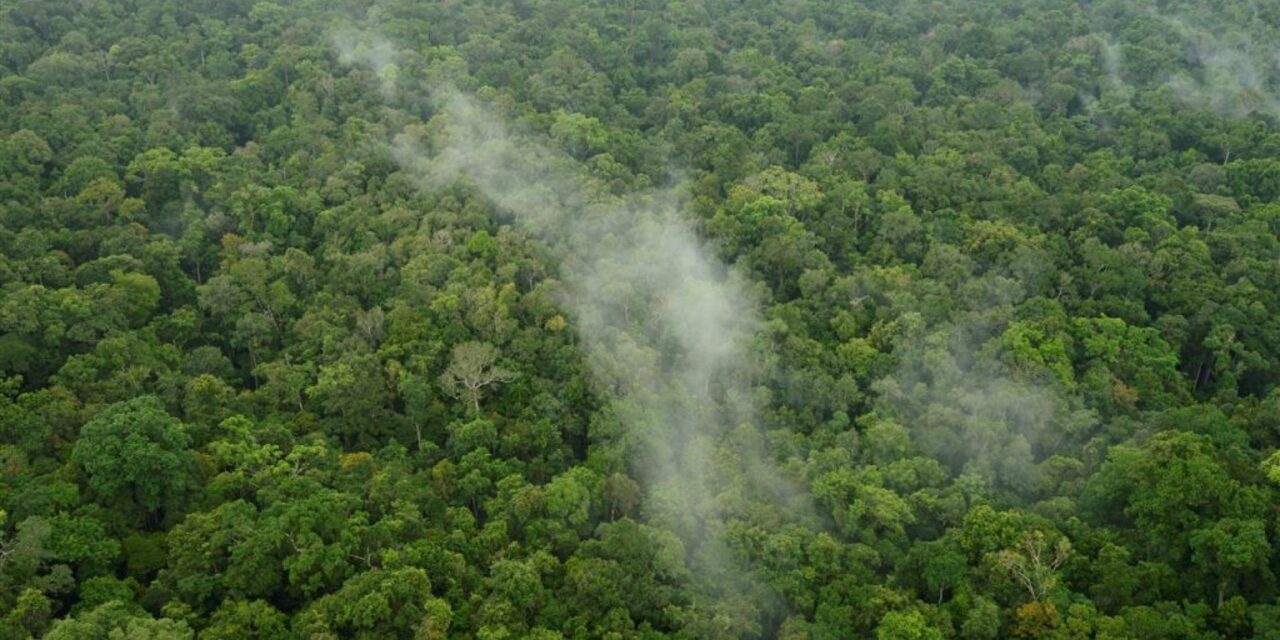 Le foreste delle aree umide fanno piovere di più