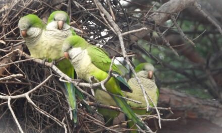 L’invasione dei parrocchetti tra danni e rumore: la scienza chiede aiuto ai cittadini per i pappagalli di troppo