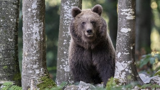 L’orso e la convivenza con l’uomo: “è possibile se le persone sanno come comportarsi”