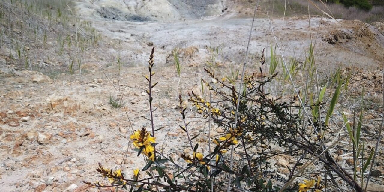 Ginestre e orchidee, così le piante si adattano agli ambienti tossici