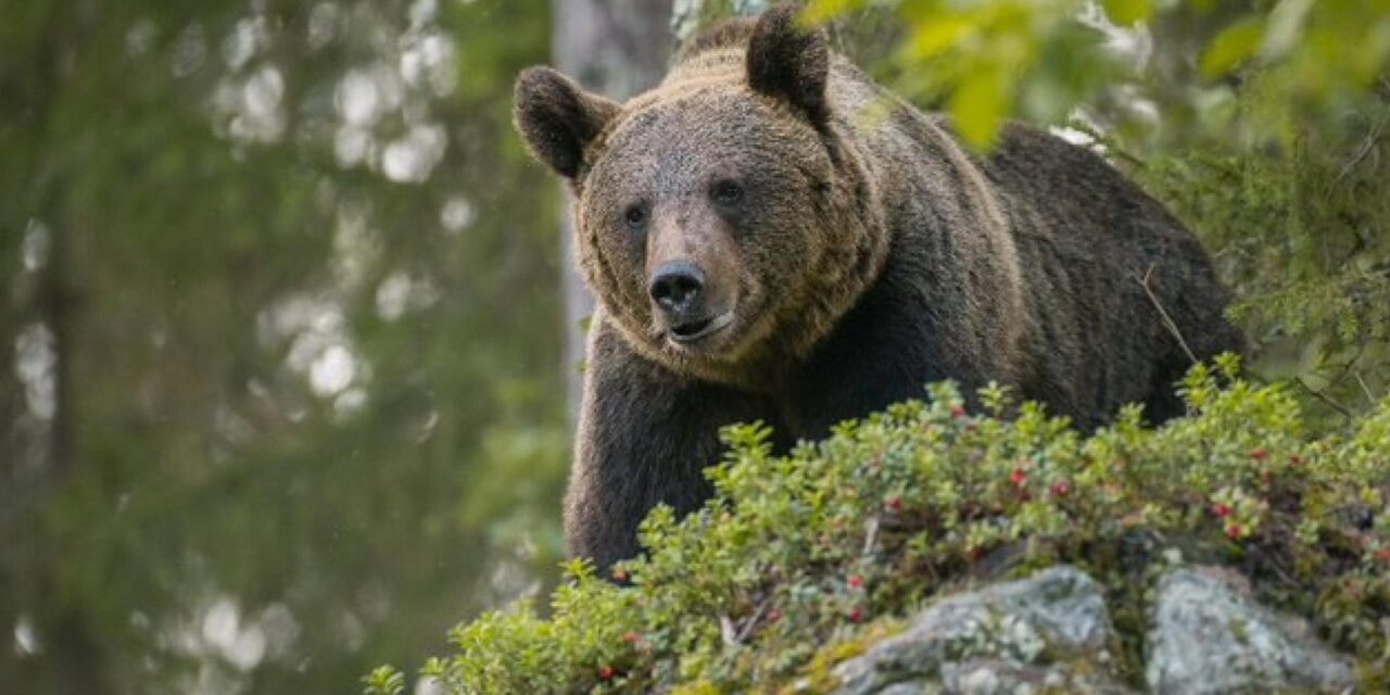 “Orsa catturata in Trentino, i cuccioli di JJ4 ce la faranno anche da soli”