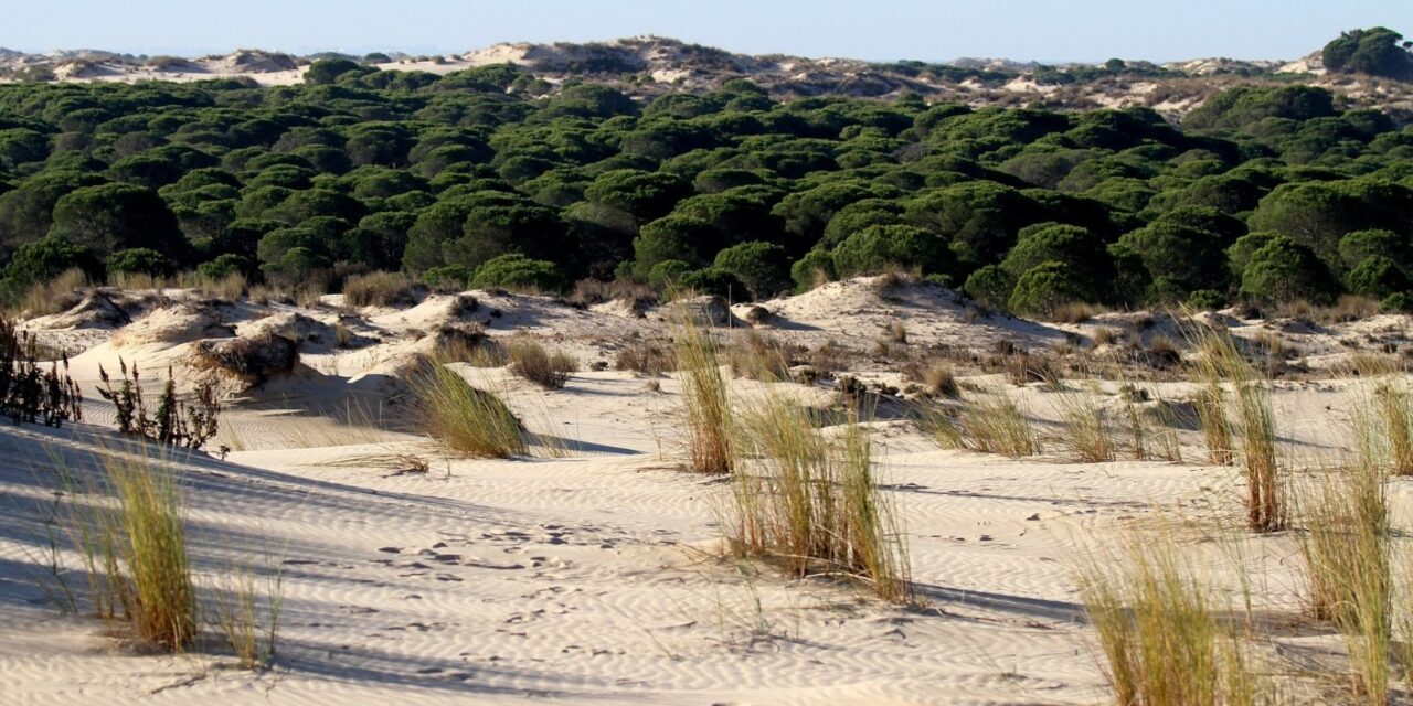 Le fragole mettono a rischio il parco naturale di Doñana già devastato dalla siccità