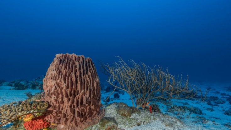 I fondali degli oceani come miniere, a rischio habitat e biodiversità