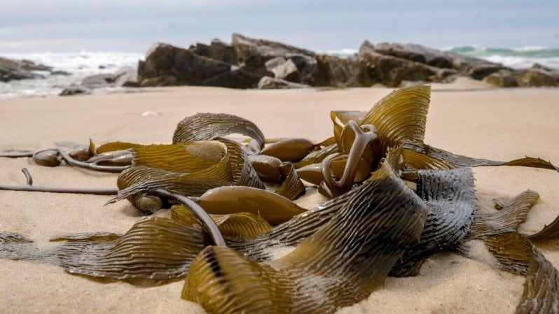 Il sistema Terra è squilibrato e la temperatura degli oceani batte ogni record