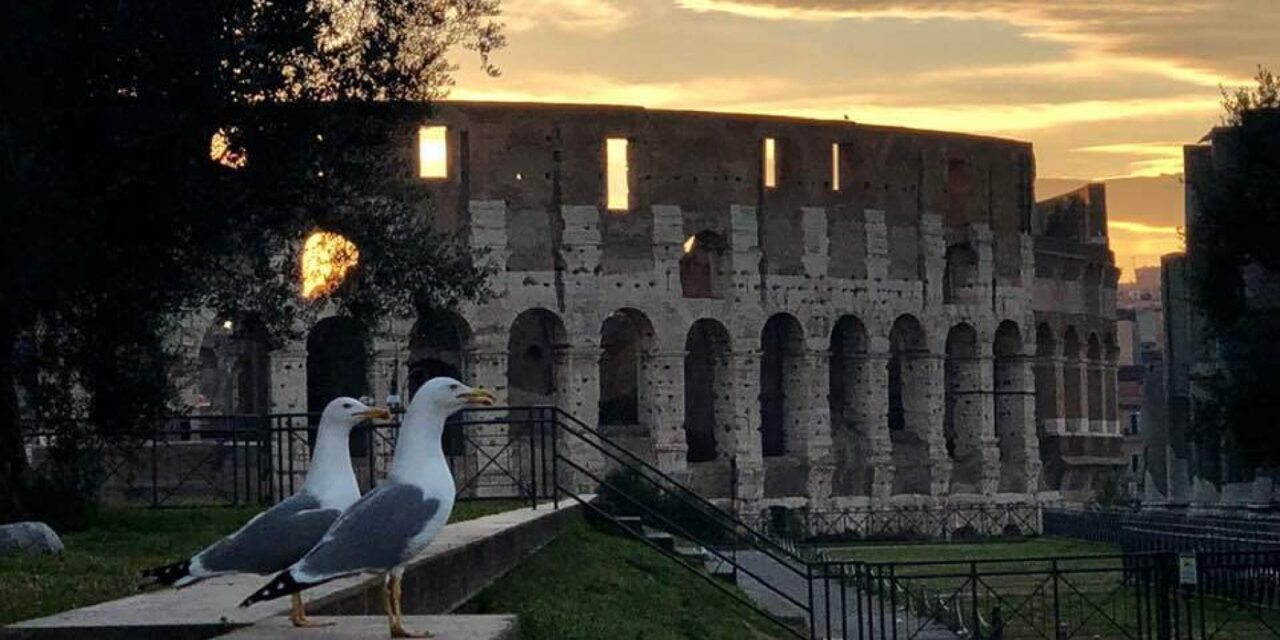 Nel Parco del Colosseo, un ecosistema nella storia