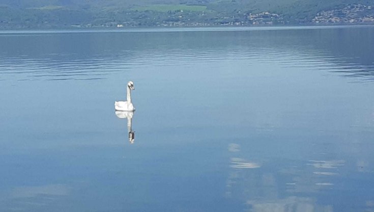 Il cigno salvato e gli altri animali che le Guardie zoofile insegnano a proteggere