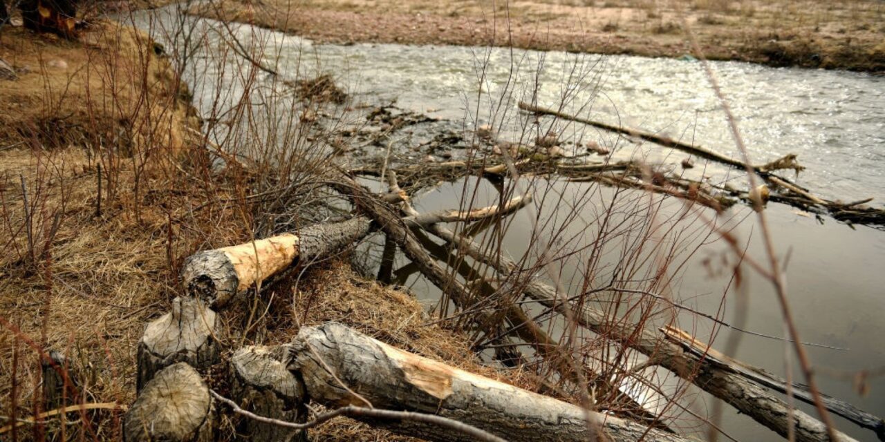 Greenpeace: “PFAS nelle acque lombarde: positivo un campione su tre”