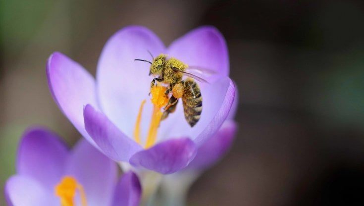 La tecnologia e un vertice sulla biodiversità per proteggere le api riducendo la moria di oltre il 30%