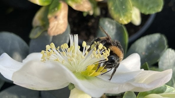 Giardinaggio amico degli impollinatori: una guida in 10 punti