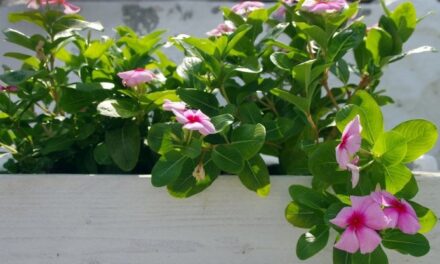 Dipladenia: cura e potatura in vaso e in giardino