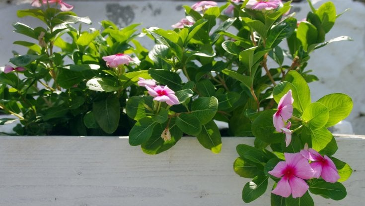 Dipladenia: cura e potatura in vaso e in giardino